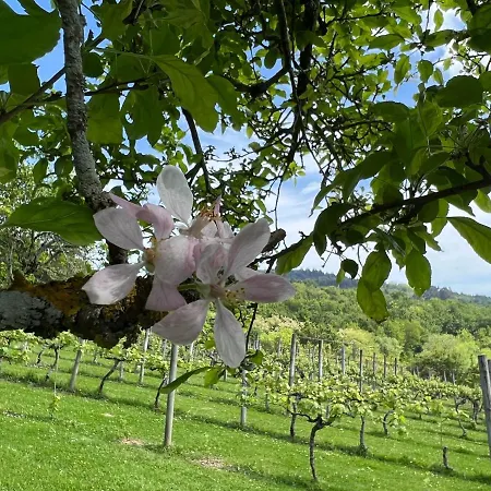 Caserio Mahasti Tatil Evi